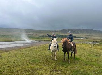 iceland/borgarnes/attraction/sturlureykirhorses