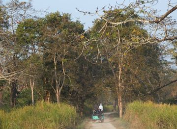 india/kaziranga-national-park/attraction/kaziranga-tours-travels
