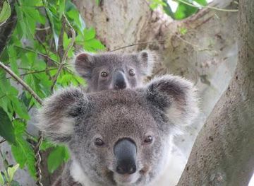 australia/byron-bay/attraction/vision-walks-eco-tours