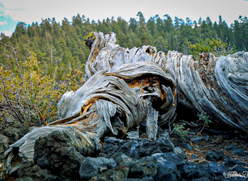 oregon/cascade-range/attraction/lava-cast-forest-trail