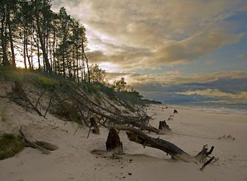 poland/słowiński-national-park/attraction/zatopiony-las-kolo-czolpina