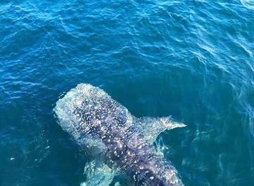 Whale Watching Mirissa with Kumara