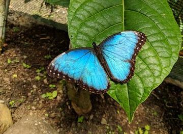 costa-rica/la-fortuna/attraction/butterfly-conservatory