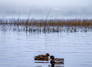 ireland/county-westmeath/attraction/wildlife-sanctuary