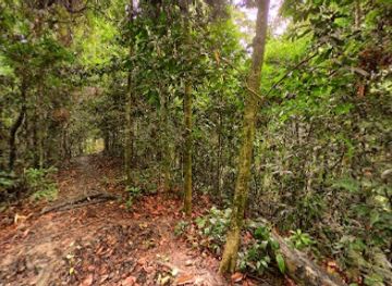 malaysia/sandakan/attraction/elephant-tree