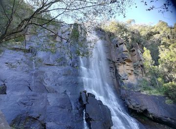 south-africa/amatola-mountains/attraction/the-big-tree