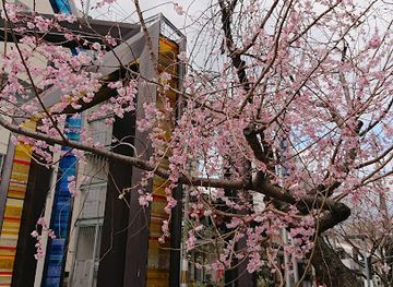 japan/kyoto-countryside/attraction/Goi-no-Sakura