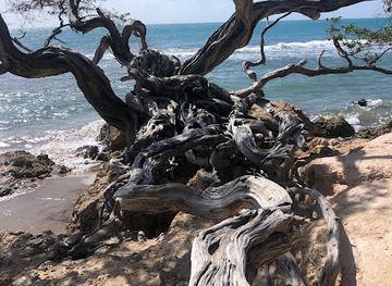jamaica/treasure-beach/attraction/magic-tree-treasure-beach
