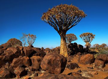 namibia/namib-desert/attraction/quiver-tree-forest