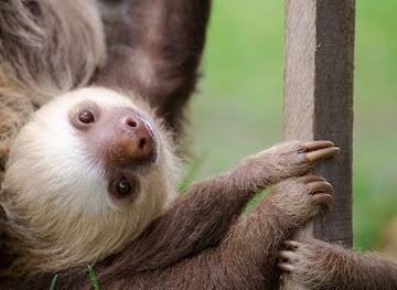 costa-rica/san-jose/attraction/toucan-rescue-ranch