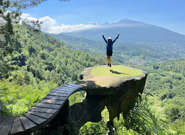 Goa Pinus