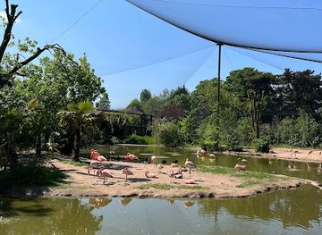 united-kingdom/chester/attraction/flamingos