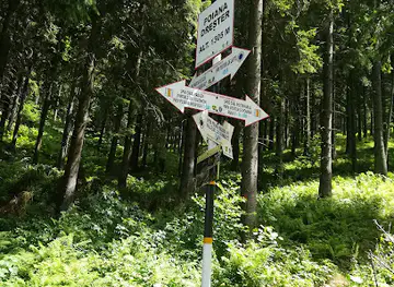 Poiana Drester