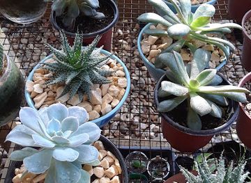 belize/mountain-pine-ridge/attraction/kabode-garden