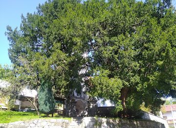 slovenia/postojna-cave/attraction/najstarejsa-tisa-v-sloveniji