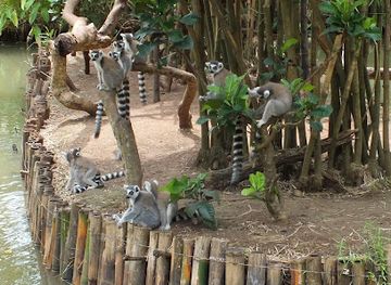 madagascar/mandrare-river/attraction/lemuria-land
