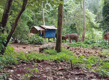 thailand/koh-chang/attraction/klong-son-elephant-camp