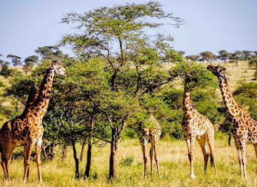 tanzania/ruaha-national-park/attraction/mahale-mountains-national-park
