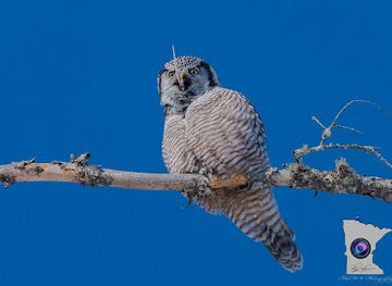 minnesota/central-lakes-region/attraction/sax-zim-bog