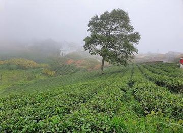vietnam/dalat/attraction/cau-dat-tea-village