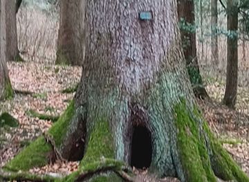 liechtenstein/unterland/attraction/die-alte-fichte-grossmutter-fichte