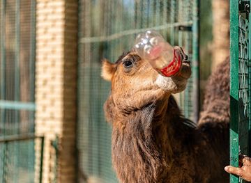 tunisia/the-djerid/attraction/desert-zoo-si-tijani-bejghil