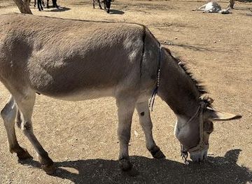 greece/crete/attraction/agia-marina-donkey-sanctuary
