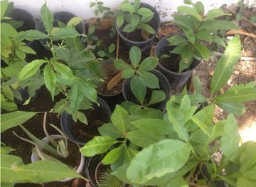 jamaica/portmore/attraction/annie-g-s-fruit-trees-plants