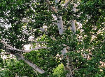 pennsylvania/central-pennsylvania/attraction/john-goodway-sycamore-tree