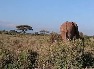 The Sinende Relatives Conservancy