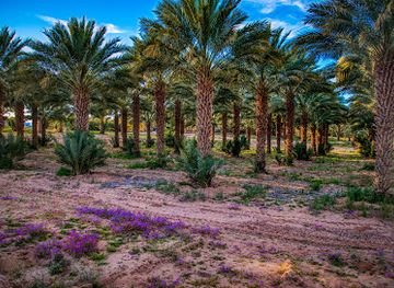 arizona/yuma/attraction/martha-s-gardens