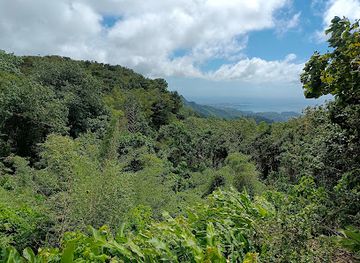 grenada/sauteurs/attraction/rainbow-tree