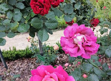 france/rennes/thabor-saint-helier/attraction/jardin-botanique-et-roseraie