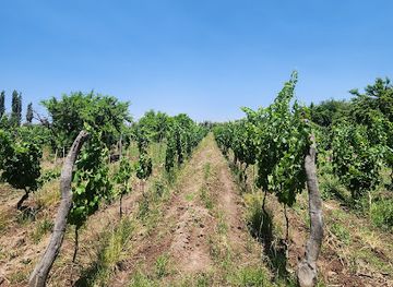 argentina/cuyo/attraction/cecchin-family-winery
