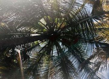 saint-vincent-and-the-grenadines/mustique/attraction/st-vincent-and-the-grenadines