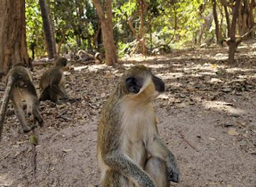 the-gambia/serekunda/attraction/monkey-park-hiking-trail