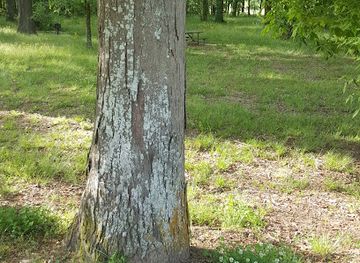 mississippi/tombigbee-national-forest/attraction/chickasaw-council-house