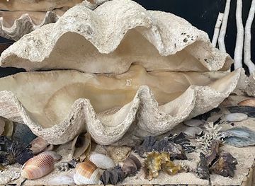 philippines/central-visayas/attraction/nova-shell-museum