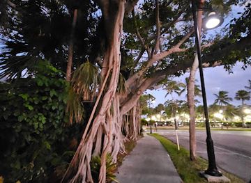 florida/naples-beach/attraction/banyan-tree