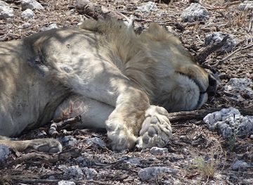 namibia/oshana/attraction/sueda