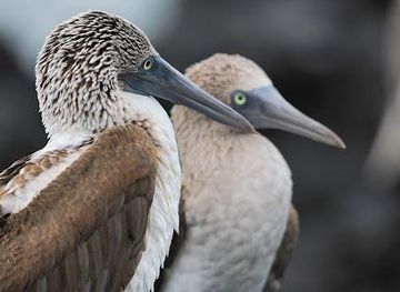 ecuador/mindo/attraction/camiadventures-cia-ltda