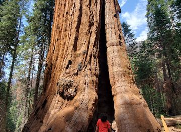 california/sequoia-national-park/attraction/stagg-tree