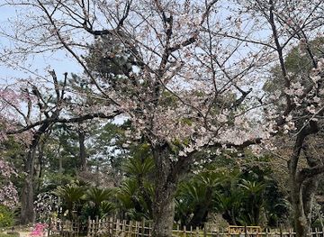 japan/hiroshima-countryside/attraction/Somei-Yoshino-specimen-tree