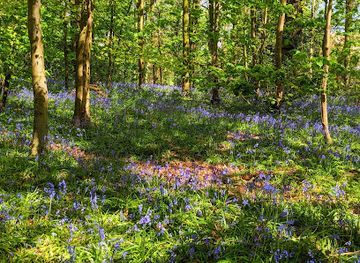 united-kingdom/staffordshire/attraction/hem-heath-woods