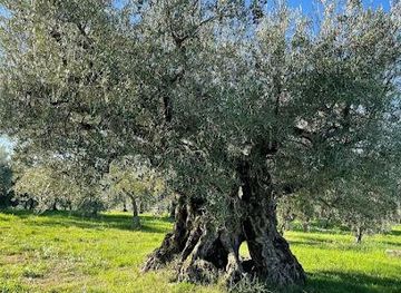 italy/orvieto/attraction/olivo-secolare-di-macciano
