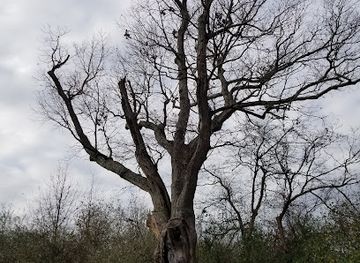new-jersey/central-jersey/attraction/devil-s-tree