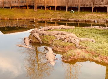 louisiana/caddo-lake-state-park/attraction/gators-and-friends