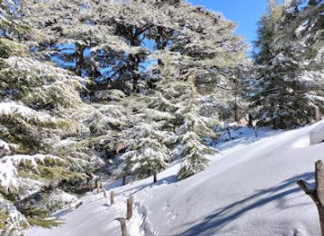 lebanon/kadisha-valley/attraction/foret-de-cedres-annabelle-et-quentin