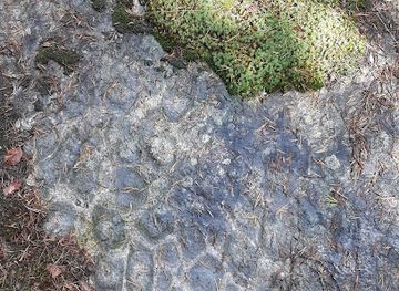finland/nuuksio-national-park/attraction/orbicular-granite