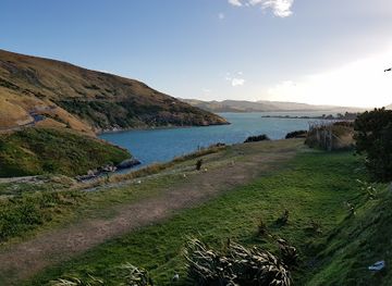 new-zealand/otago/attraction/blue-penguins-pukekura